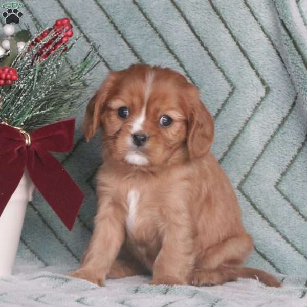 Jerry, Cavalier King Charles Spaniel Puppy